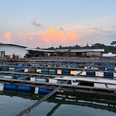 Kelong Rig Singlish Dictionary - Meanings, Etymology, Definition, and More